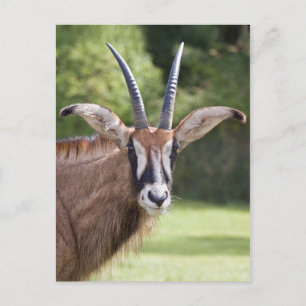 Roan Antilop Postkort Vykort