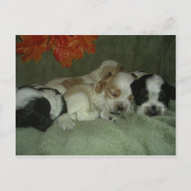 Roan Cocker spaniel-valpar. Nap Time! Vykort (Framsida)