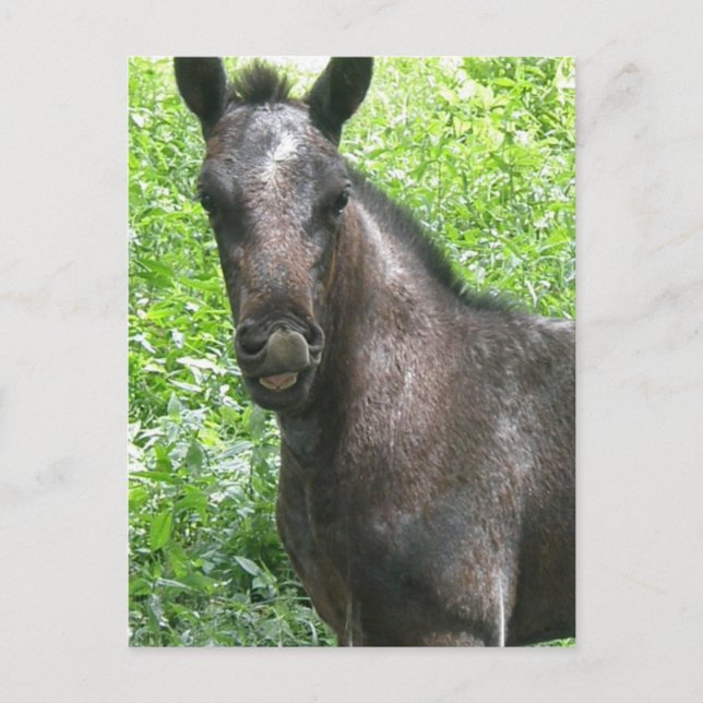 Roan Colt Postcard Vykort (Framsida)