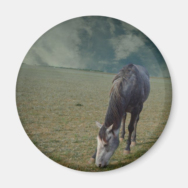 Roan Horse Grasing in Paddock Magnet (Framsidan)