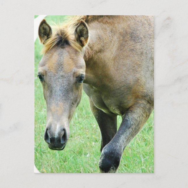 Roan Horse Photo Postcard Vykort (Framsida)