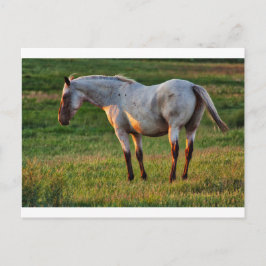 Roan Mare Vykort