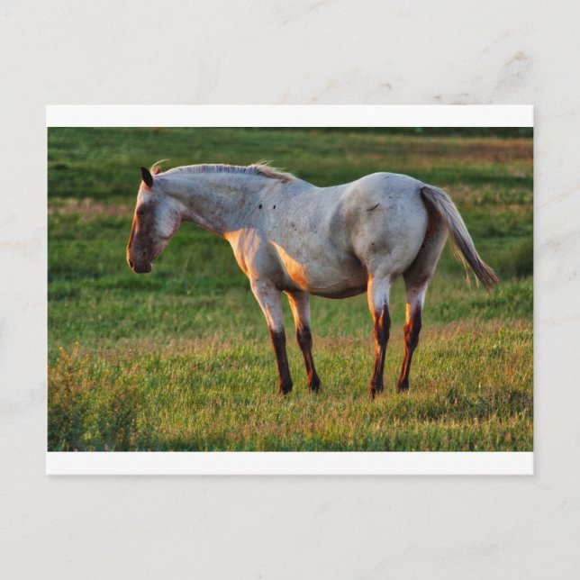 Roan Mare Vykort (Framsida)