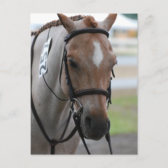 Roan Pony Postcards Vykort (Framsida)