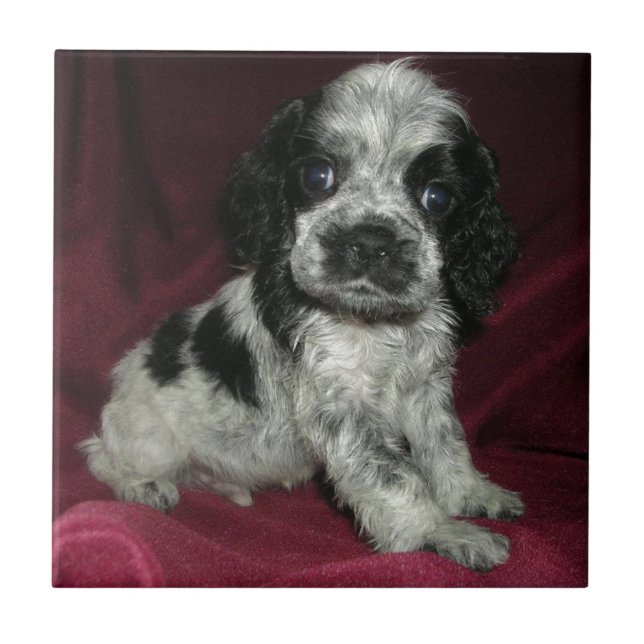 roan valp för amerikancockerspanielspaniel, Apollo Kakelplatta (Framsidan)
