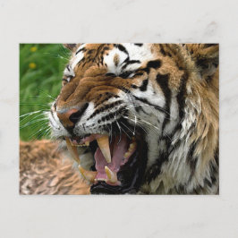 Roaring Tiger Vykort
