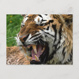 Roaring Tiger Vykort