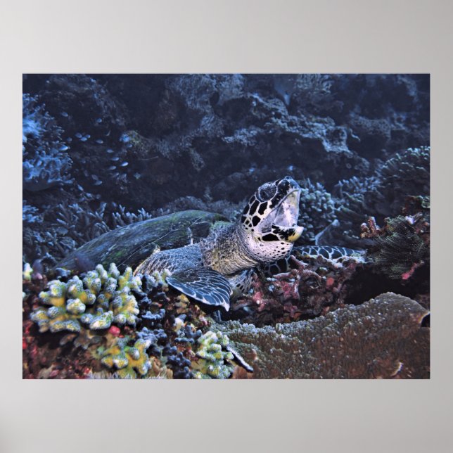 Roaring Turtle Poster (Framsidan)