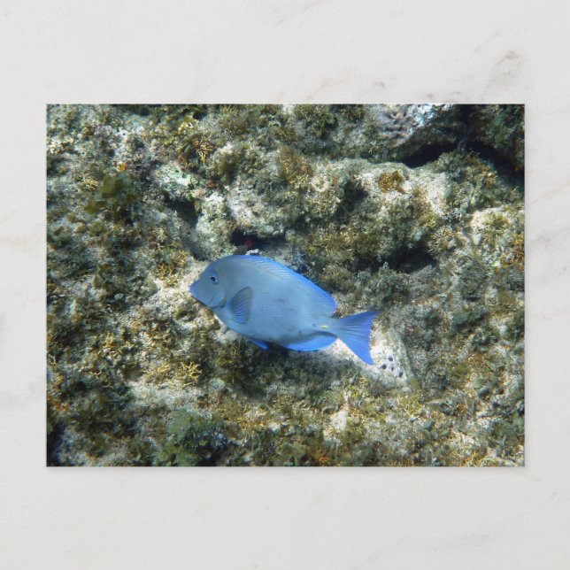 Roatán blå fisk vykort (Framsida)