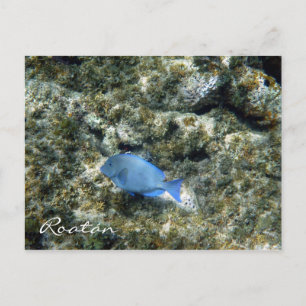 roatán-fisk vykort