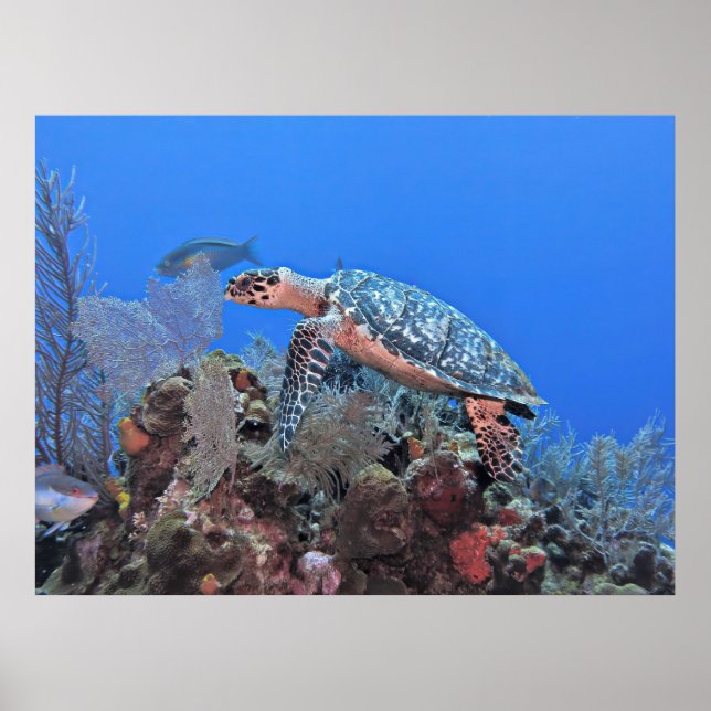 Roatan Hawksbill Poster (Framsidan)