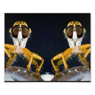 Robber Flies - Efferia albibarbis Fototryck
