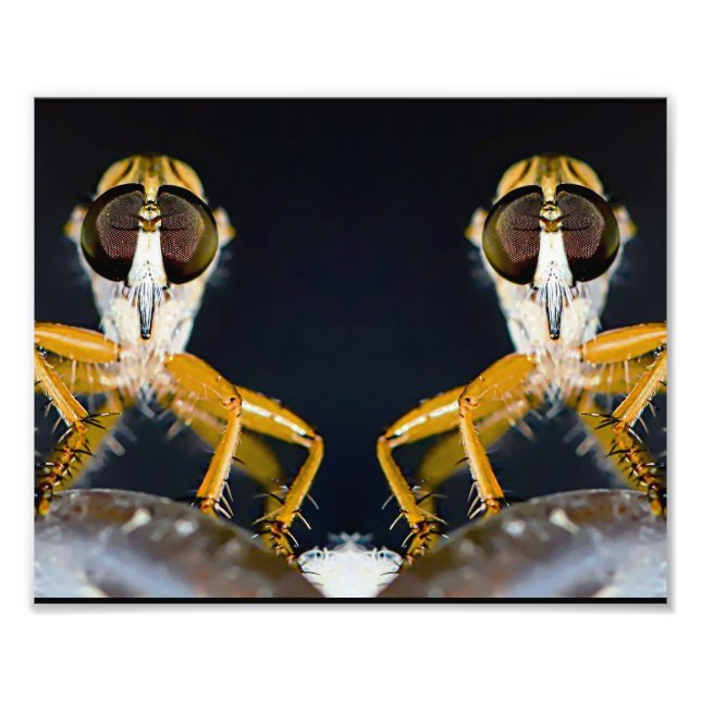 Robber Flies - Efferia albibarbis Fototryck (Framsidan)