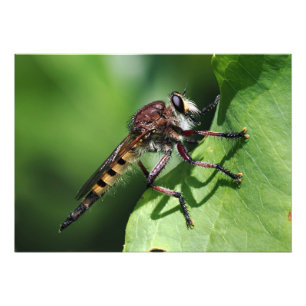 Robber Fly Fototryck
