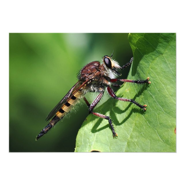 Robber Fly Fototryck (Framsidan)