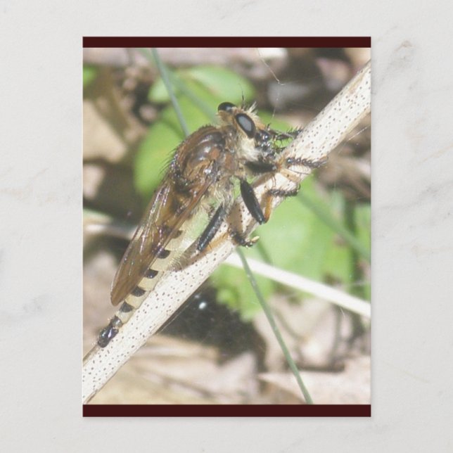 Robber Fly Postcard Vykort (Framsida)