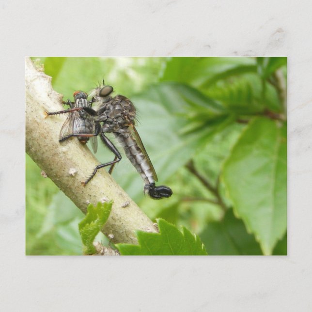 Robber fly w/Snack ~ vykort (Framsida)