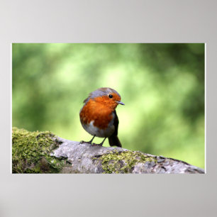 Robbin Redbröst Poster