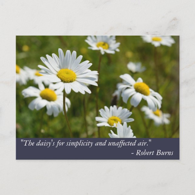 Robert Burns Daisy Quote Vykort (Framsida)