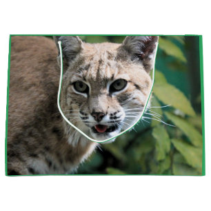 Robert J.Bobcat