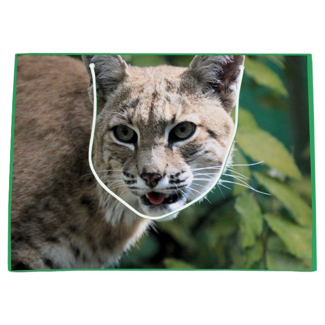 Robert J.Bobcat (Framsidan)