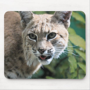 Robert J.Bobcat Musmatta