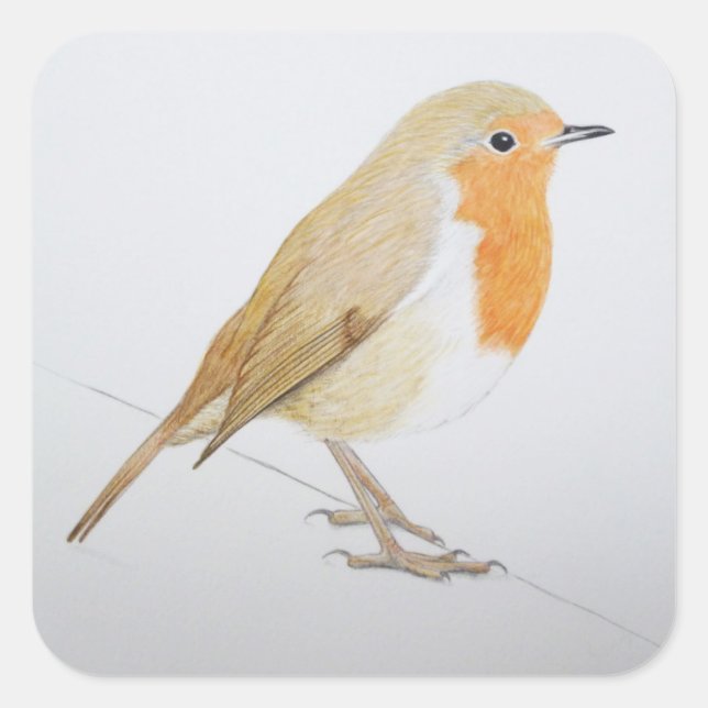 Robin 2011 fyrkantigt klistermärke (Framsida)