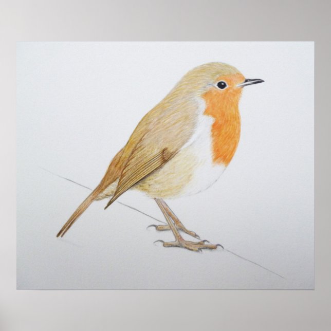 Robin 2011 poster (Framsidan)