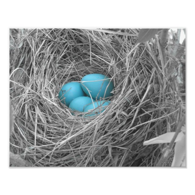 Robin-ägg Fototryck (Framsidan)