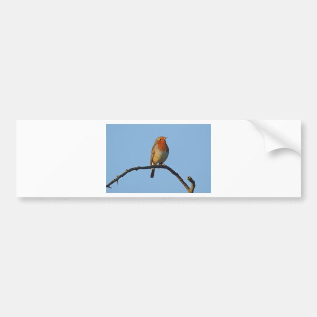 Robin Bildekal (Framsidan)