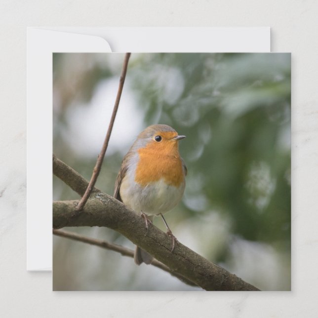 Robin Bird Nature-fotokort (Framsida)