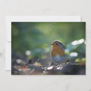 Robin Bird Nature-fotokort