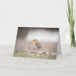 Robin Bird Nature-fotokort Kort