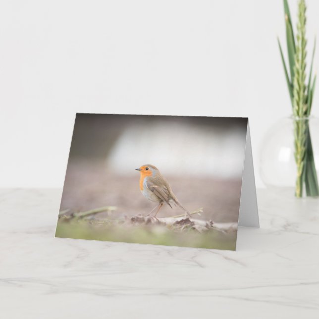 Robin Bird Nature-fotokort Kort (Framsida)