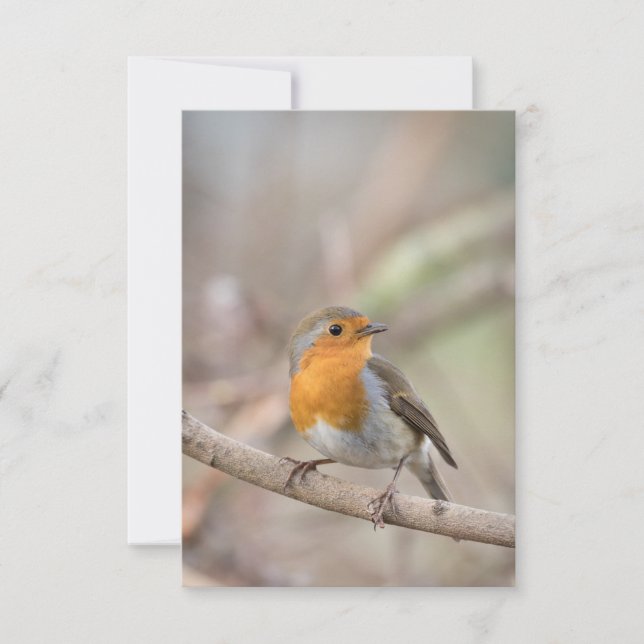 Robin Bird Nature Photo Kort (Framsida)