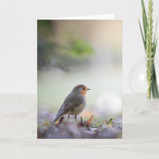 Robin Bird Nature Photo Kort (Framsida)