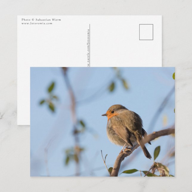 Robin Bird Nature Photo Vykort (Fram/baksida)