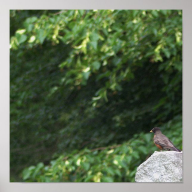 Robin Bird Photo Poster (Framsidan)