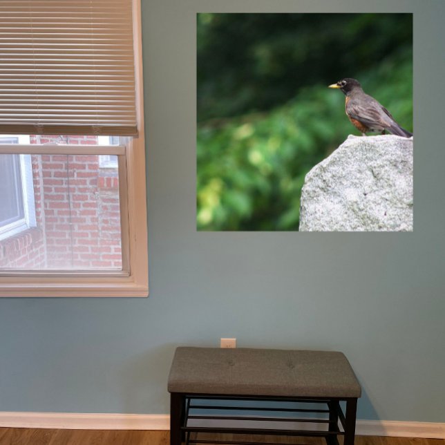 Robin Bird Photo Poster (Skapare uppladdad)