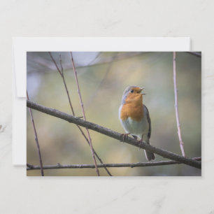 Robin Bird Wildlife-fotokort