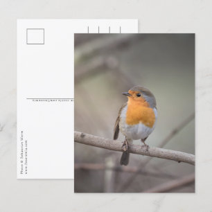 Robin Bird Wildlife Photo Vykort