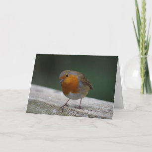Robin Birthday-kort Kort