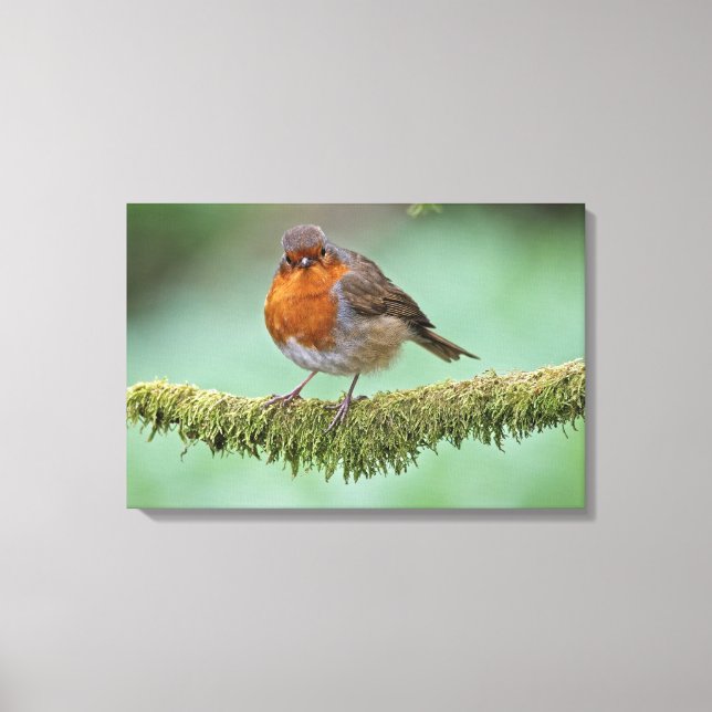 Robin Canvastryck (Framsida)