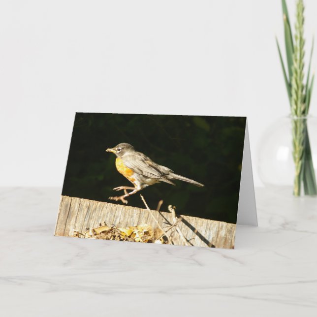 Robin Card Kort (Framsida)