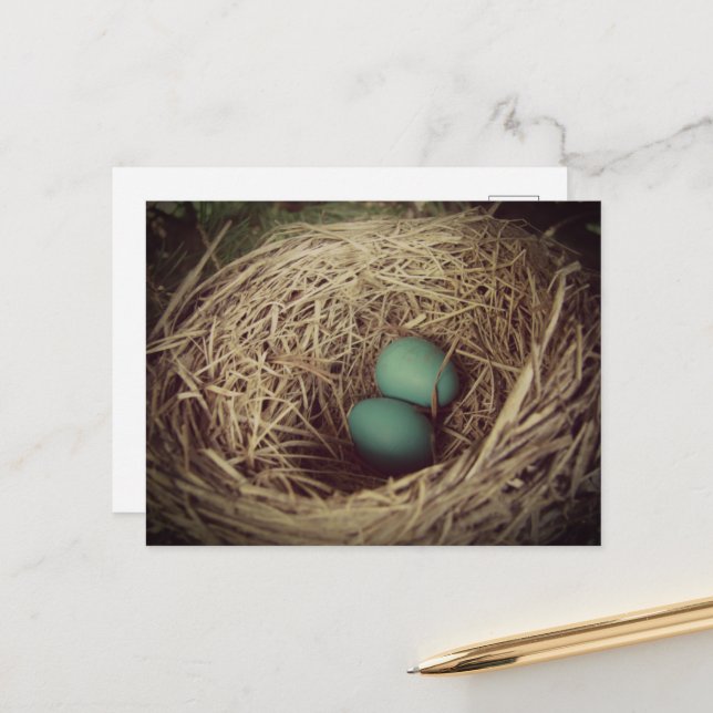 Robin Eggs in a Nest Vykort (Fram/Back In Situ)
