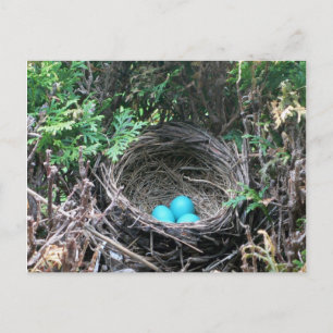 Robin Eggs in Nest Postcard Vykort