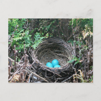 Robin Eggs in Nest Postcard Vykort