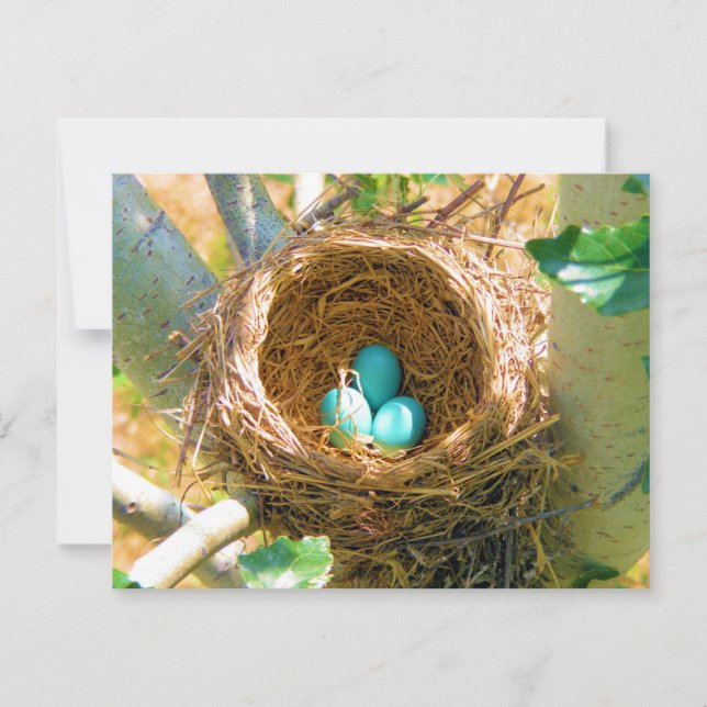 Robin Eggs på en bakgård i Träd Nest (Framsida)