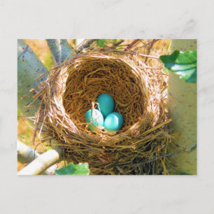 Robin Eggs på en bakgård i Träd Nest Vykort