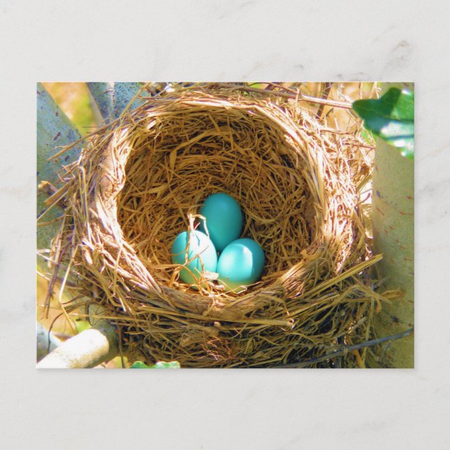 Robin Eggs på en bakgård i Träd Nest Vykort (Framsida)
